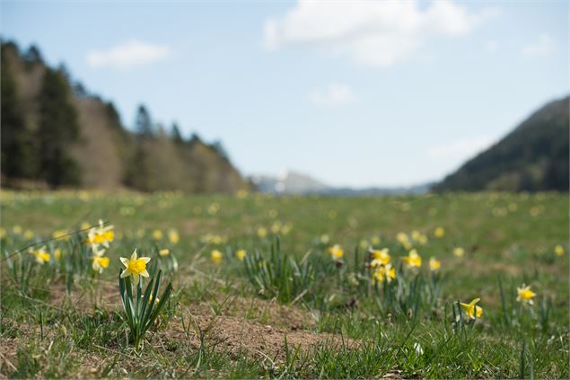 Jonquilles de Sur-Lyand - Jérôme Pruniaux et Frédéric Scali