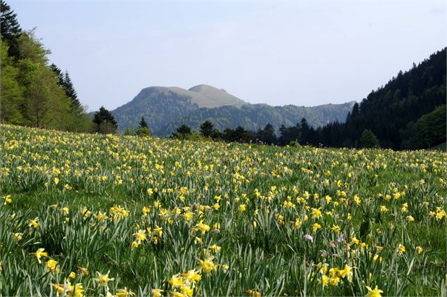 Jonquilles - HRT