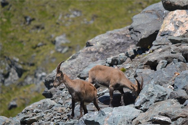 Sentier des Chamois - verbier.ch