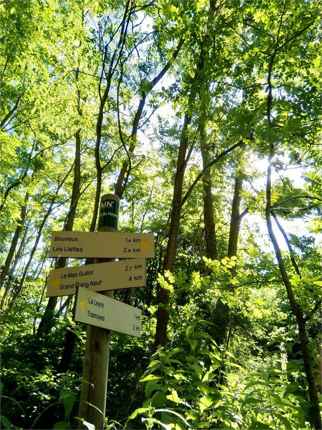 Balisage forêt du Noyer - Christine Sola DCT