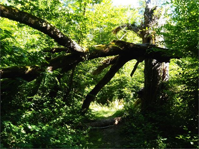 Forêt du Noyer - Christine Sola DCT