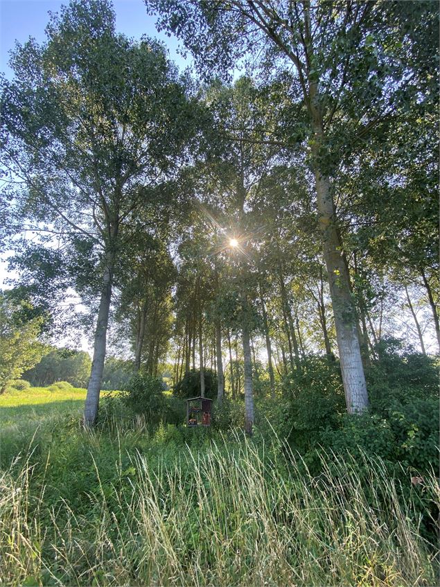 Chemin lingeant le bois - Christine Sola DCT