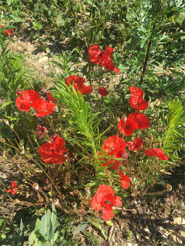 Coquelicots - Christine Sola - DCT