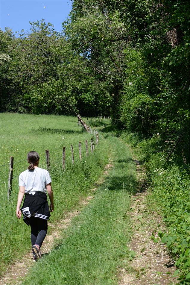 Chemin à travers la forêt - Carine Monfray