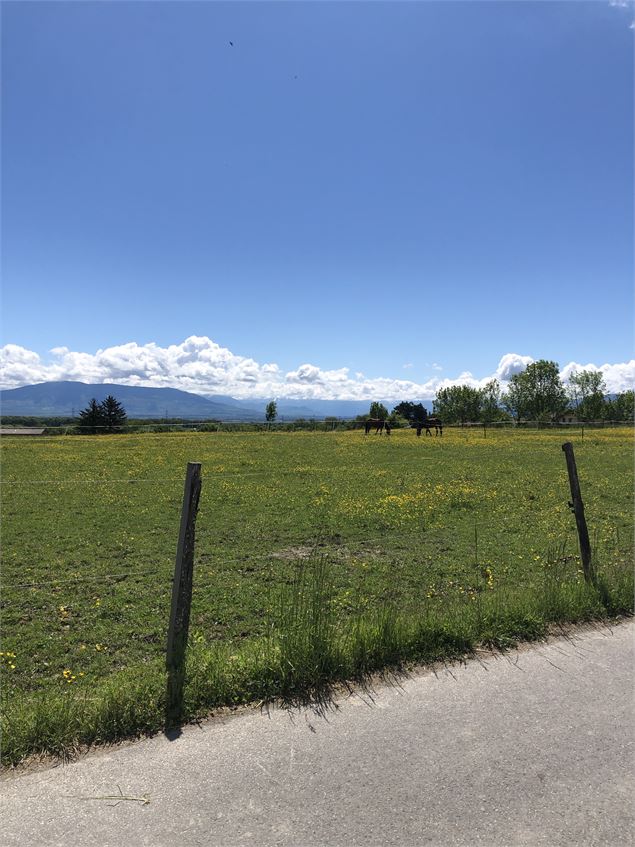 Vue sur le Mont-Blanc avec des chevaux en premier plan - Jules Guerle