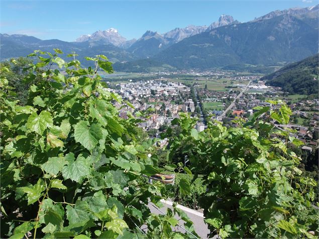 La vigne au-dessus de la ville de Monthey.