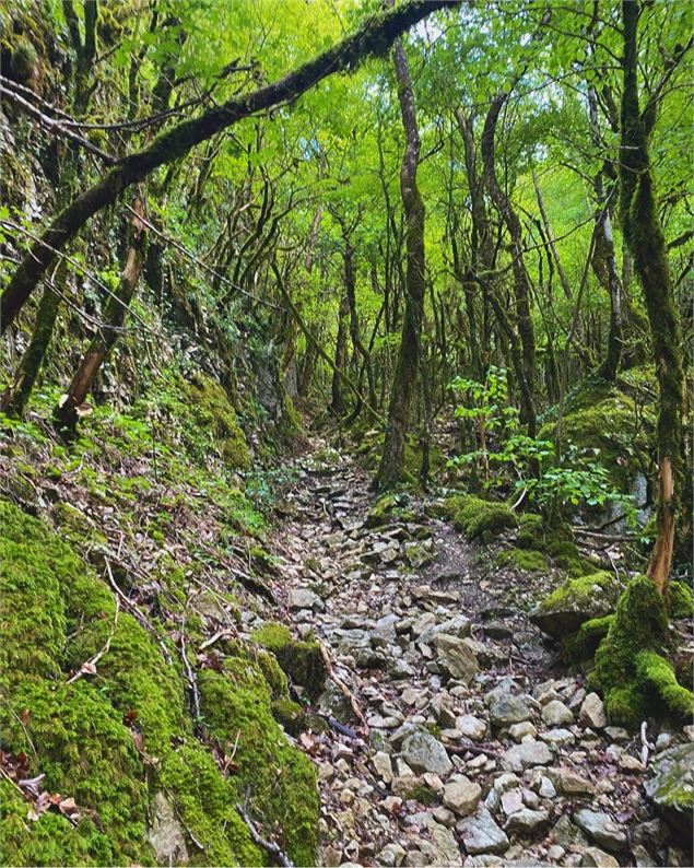 Sentier au dessous de la Roche percée entre Béon et Chanduraz - © Maxime Ballet