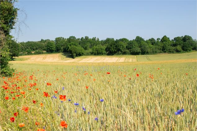 champ sur le sentier de Cotance à Pérouges - Marilou Perino