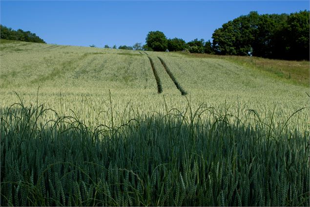 champ sur le sentier de Cotance à Pérouges - Marilou Perino