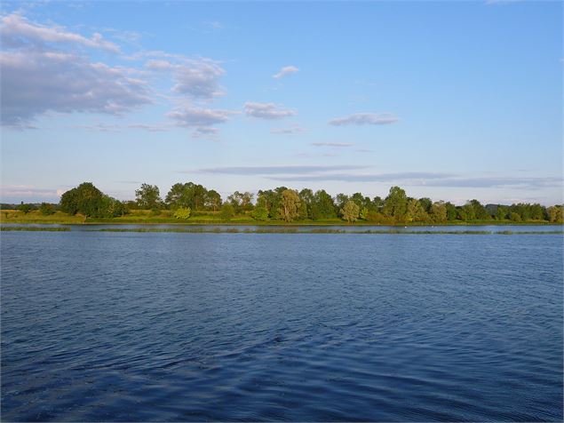 La Saône - Cardamine