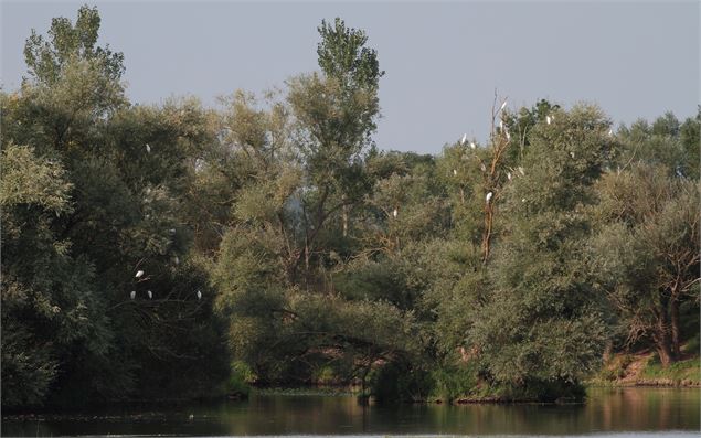 L'île de la Motte - A. Joubert-Laurencin