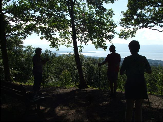 Marche dans le bois de ville