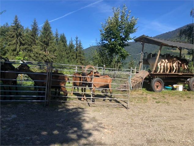 La ferme des sapins - La ferme des sapins