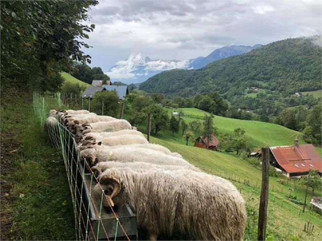 La ferme des sapins - La ferme des sapins