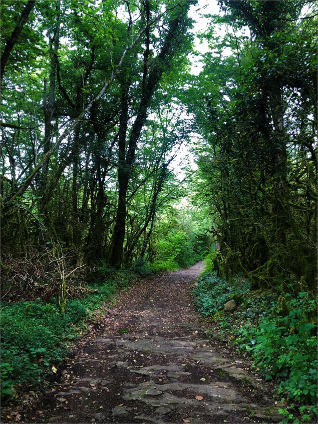 Chemin menant au lac de Chailloux - © Maxime Ballet