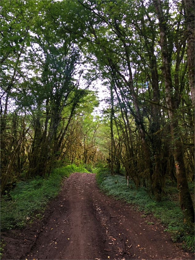 Chemin menant au lac de Chailloux - © Maxime Ballet