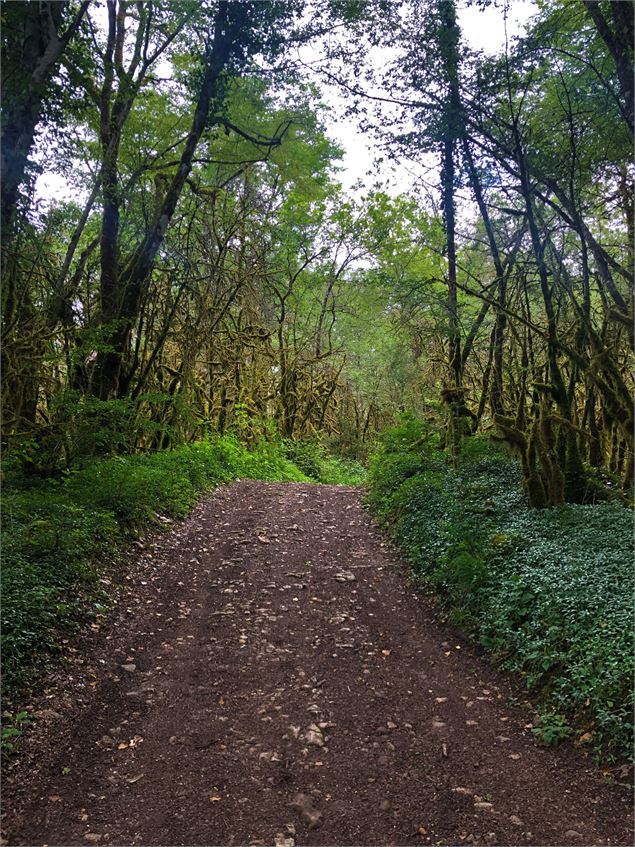 Chemin menant au lac de Chailloux - © Maxime Ballet