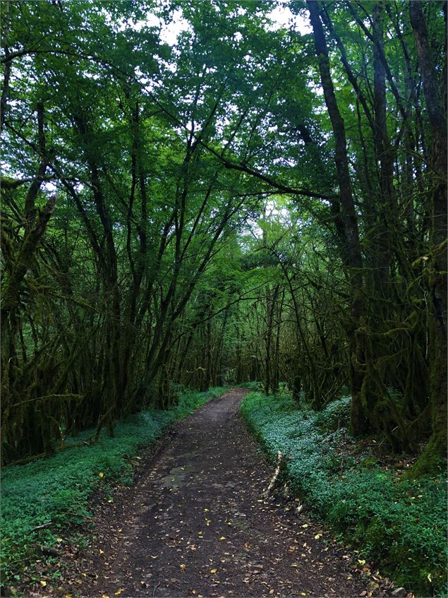 Chemin menant au lac de Chailloux - © Maxime Ballet