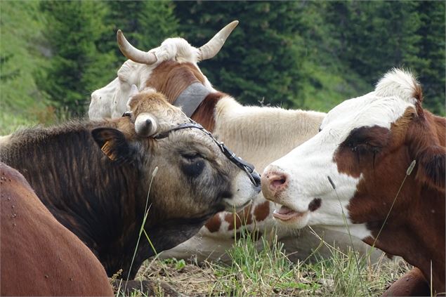 Jeune taureau avec ses vaches - M. Mautué