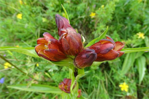 Gentiane pourpre - M. Mautué