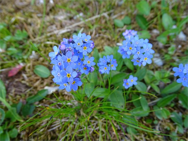 Myosotis - M. Mautué