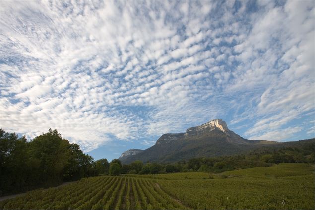 Vignobles au pied du Mont Granier - Savoie Mont Blanc - Lansard