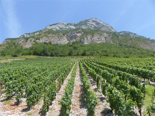 Une année du Vigneron