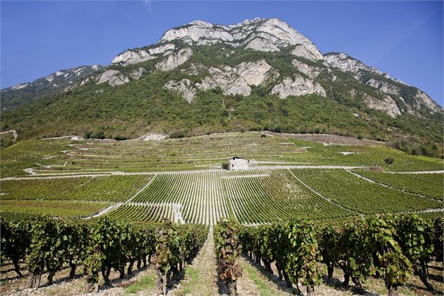 Une année du vigneron