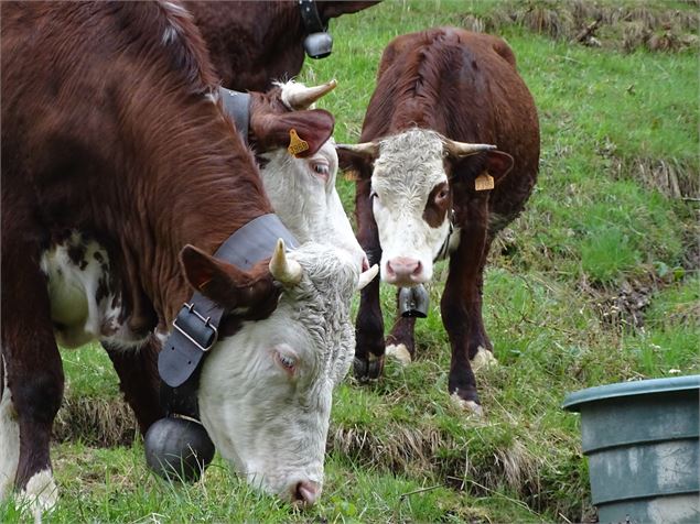 Les vaches d'Abondance - Patrimoine