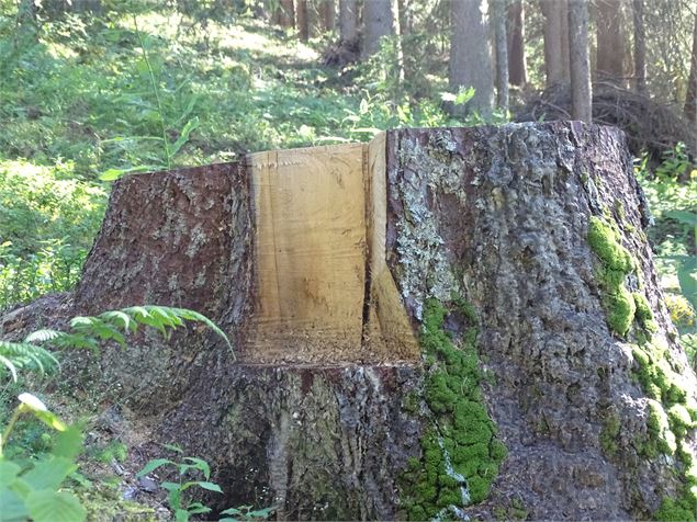 Technique abattage d'arbre - M. Mautué