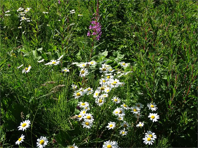 Marguerites et épilobe - M. Mautué