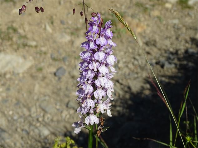 Orchidée - M. Mautué