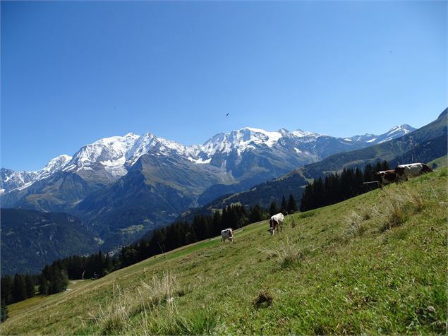 Chaine du Mont-Blanc - M. Mautué