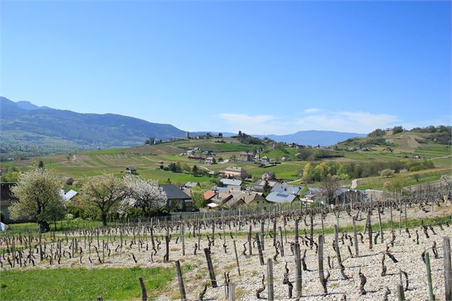 vignoble de chignin - Savoie Mont Blanc - Lansard