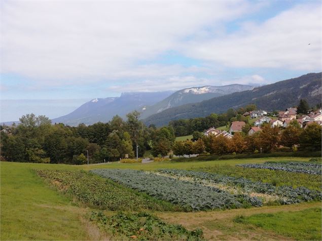 Vue sur le Mont Veyrier - CD74