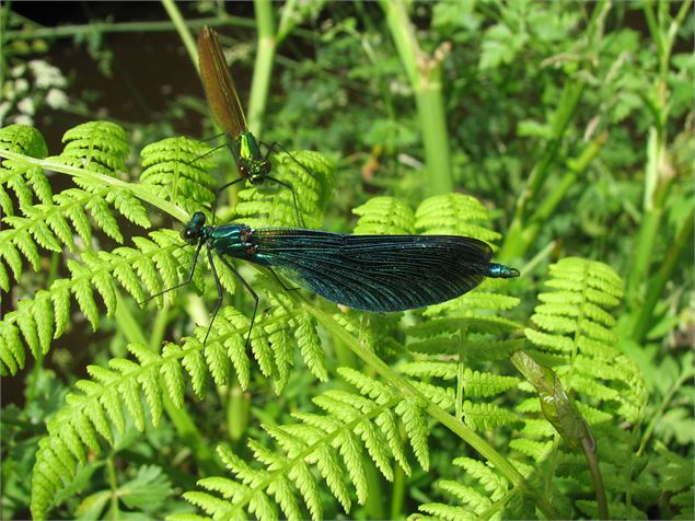 libellules calopteryx vierge mâle et femelle - CD74