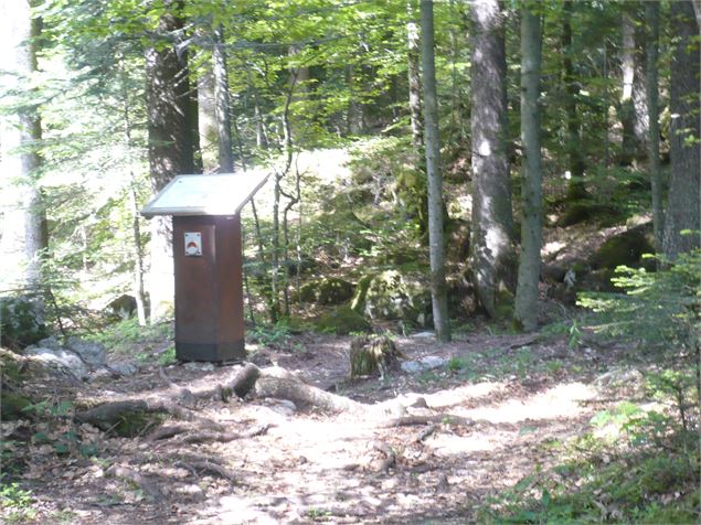 Le cycle de la forêt en images