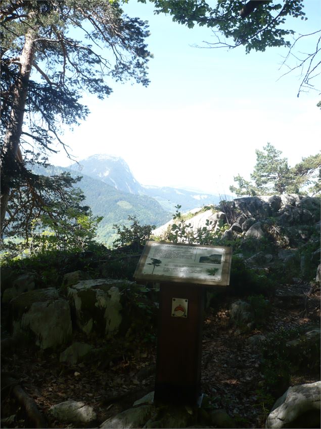 Panorama entre les arbres