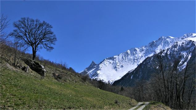 Tour du bois de l'église de Peisey - MNPC