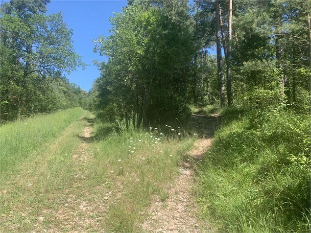 Le sentier du Bois de Ban - Maxime Michel