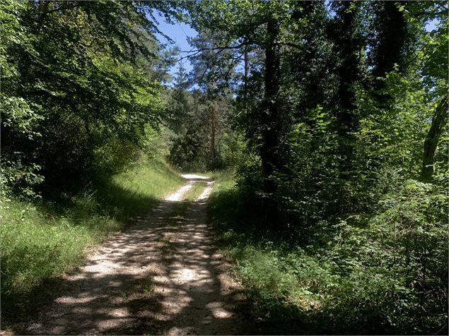 Le sentier du Bois de Ban - Maxime Michel