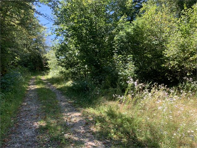 Le sentier du Bois de Ban - Maxime Michel