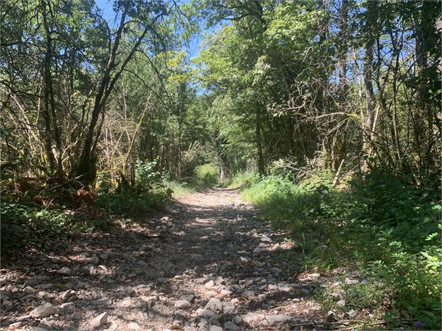 Le sentier du Bois de Ban - Maxime Michel