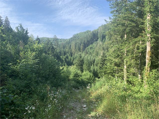 Chemin du sentier du Macretet - Maxime Michel