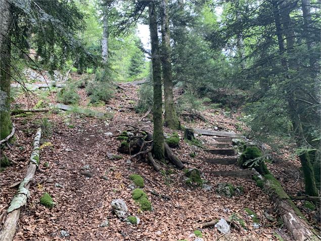 Chemin du sentier du Macretet - Maxime Michel