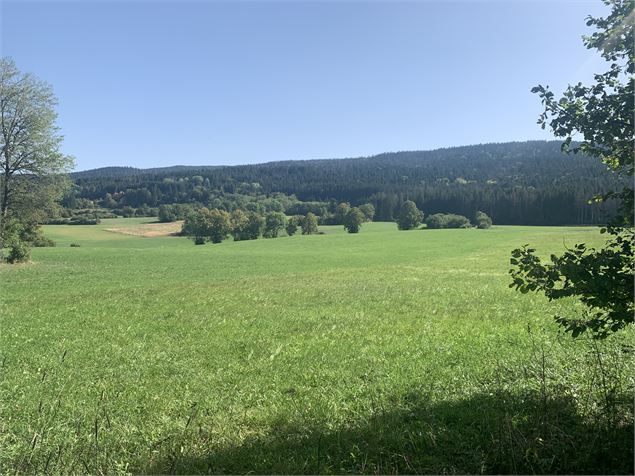 La Forêt du Baron - Maxime Michel