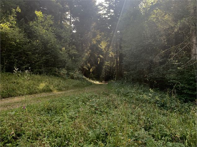 La Forêt du Baron - Maxime Michel