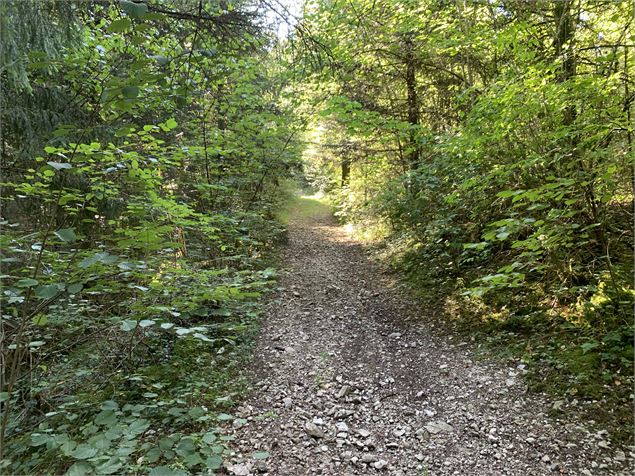 Chemin forestier - Maxime Michel