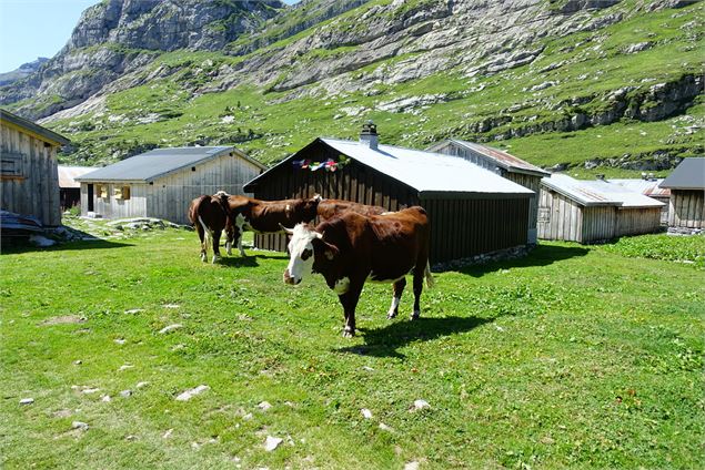 Photo Alpage Refuge de Sales sous licence Creative Commons https://creativecommons.org/licenses/by-s