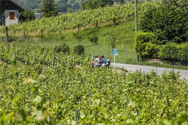 Dans les vignes de Myans - Didier Gourdin - CMCB